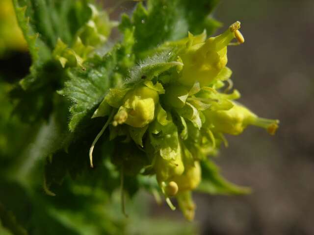 Image de Scrophularia vernalis L.