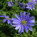 Image of blue anemone