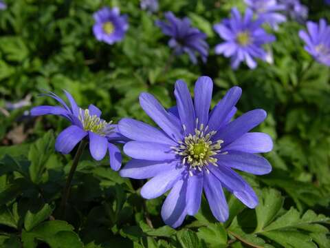 Image of blue anemone