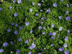 Image of blue anemone