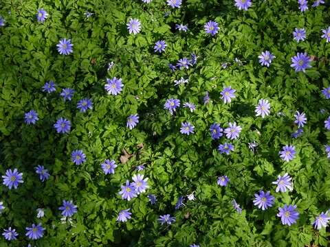 Image of blue anemone