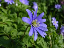 Image of blue anemone