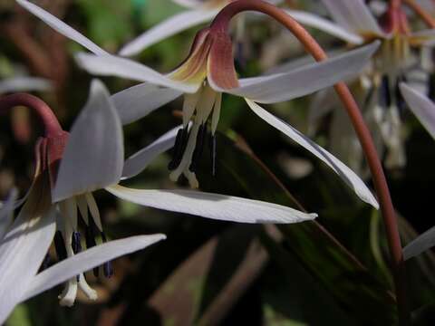 Image of Fawn lily