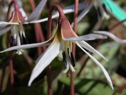 Image of Fawn lily