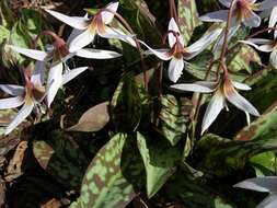 Image of Fawn lily