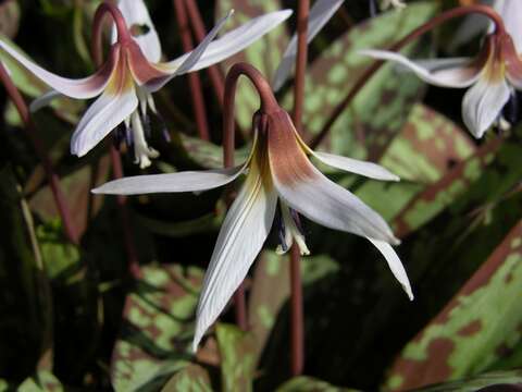 Image of Fawn lily