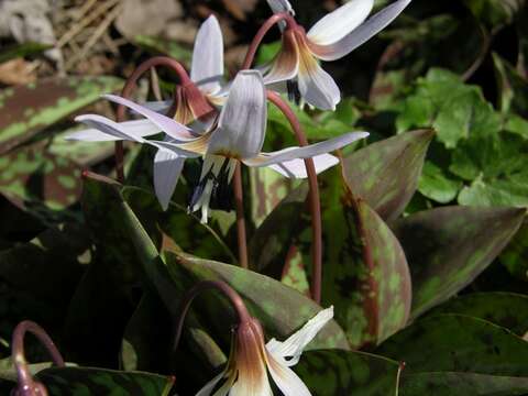 Image of Fawn lily