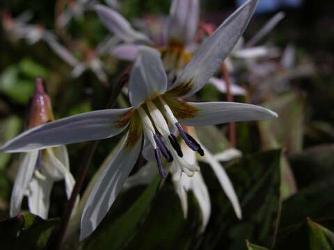 Image of Fawn lily