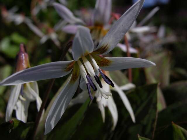 Image of Fawn lily