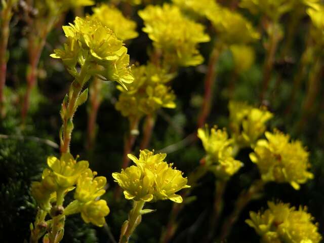 Image of <i>Saxifraga haagii</i>