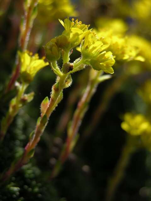 Image of <i>Saxifraga haagii</i>