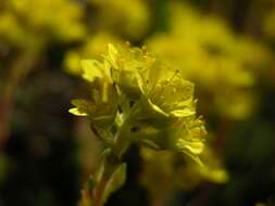 Image of <i>Saxifraga haagii</i>