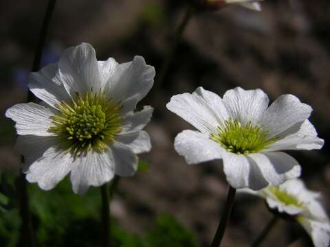 Image of Callianthemum