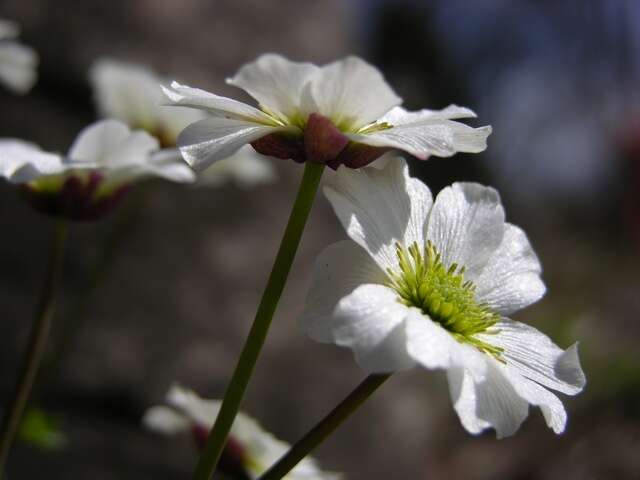 Image of Callianthemum