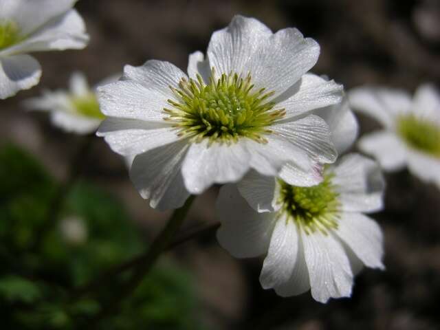 Image of Callianthemum