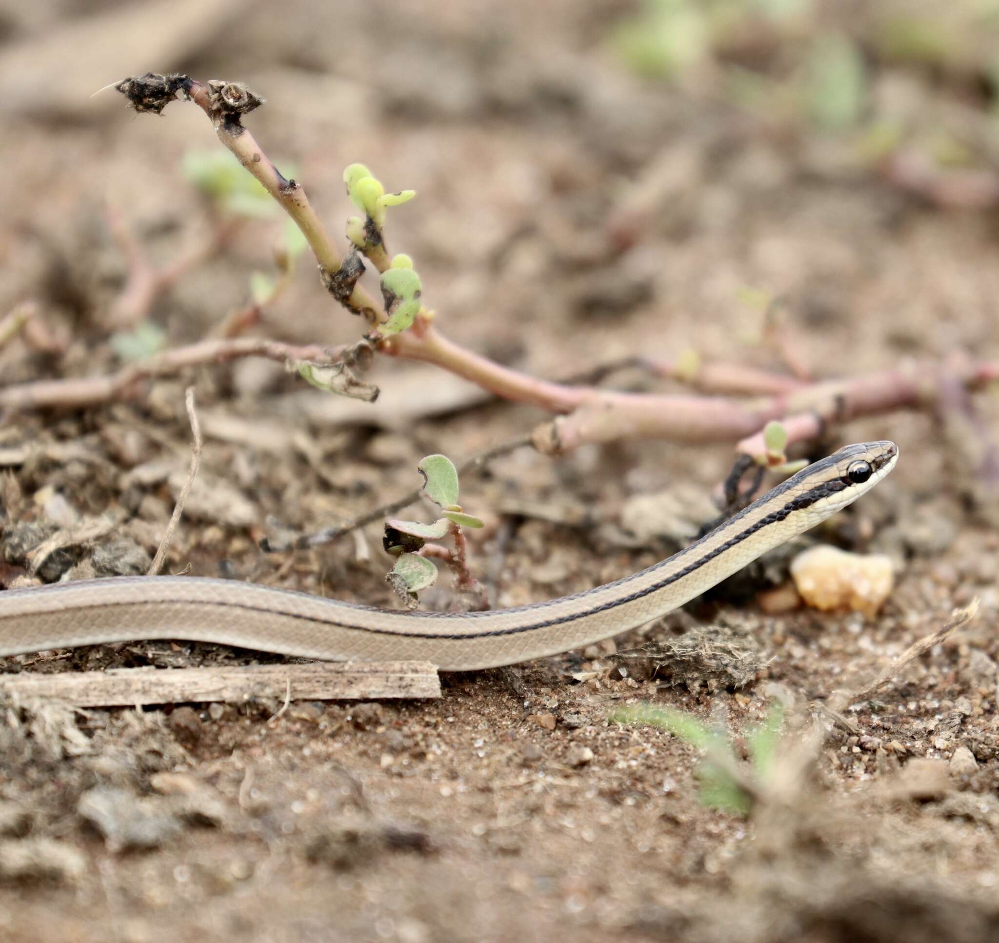 Lygophis lineatus (Linnaeus 1758) resmi