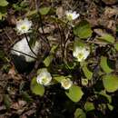 Sivun Jeffersonia diphylla (L.) Pers. kuva