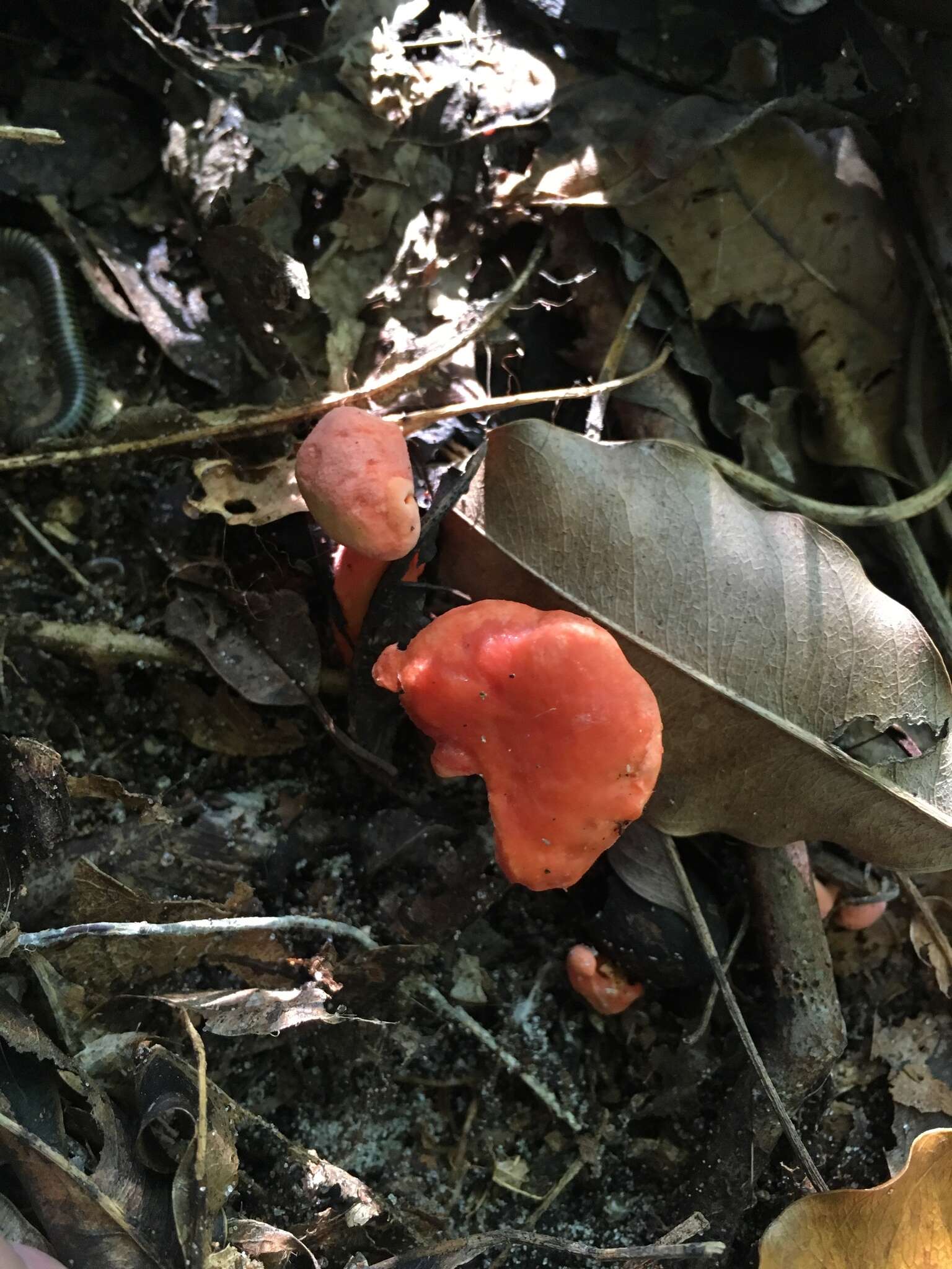 Image de Cantharellus coccolobae Buyck, P. A. Moreau & Courtec. 2016