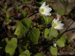 Image of jeffersonia