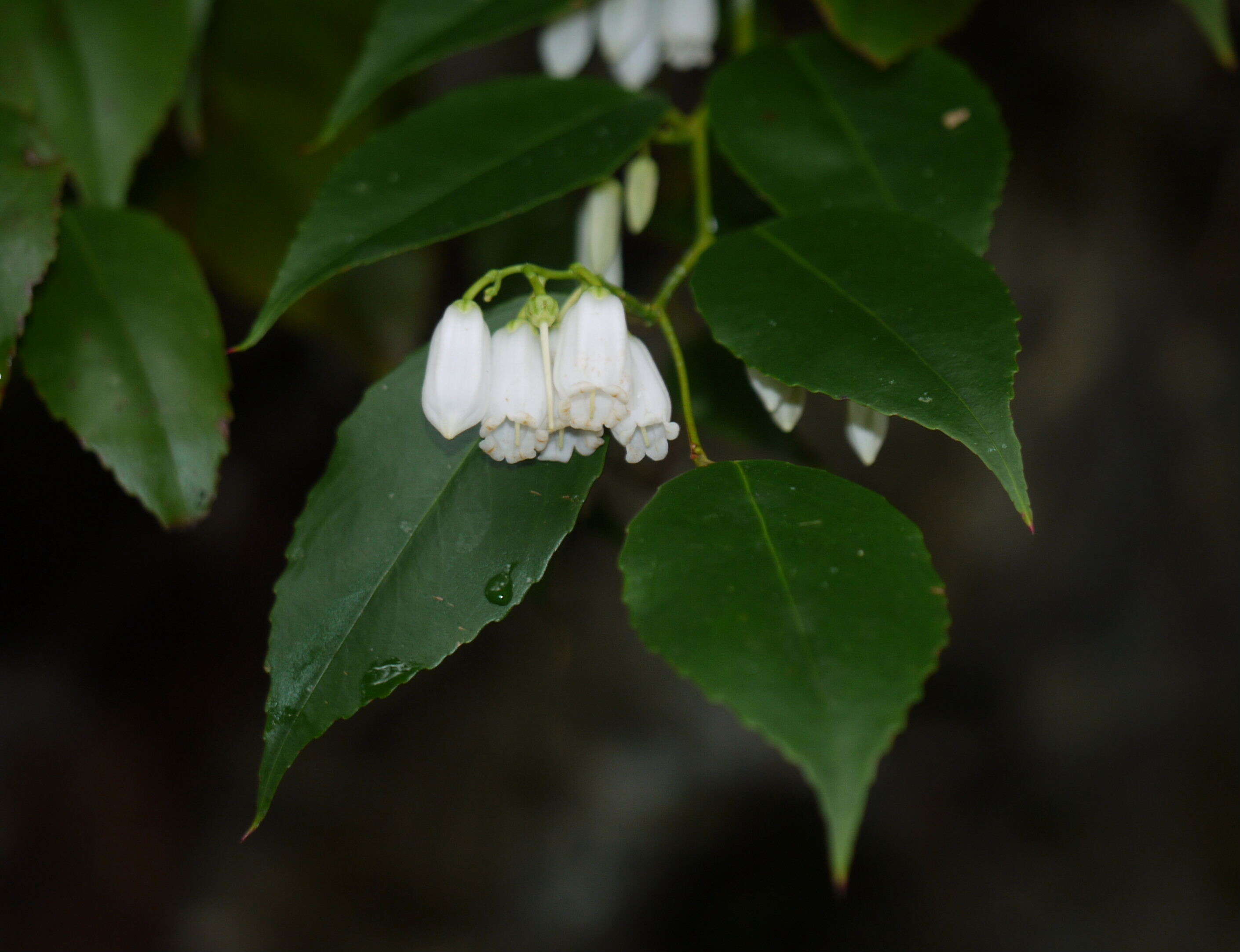 Image of Leucothoe keiskei Miq.