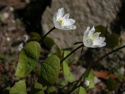 Image de Jeffersonia