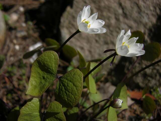 Image de Jeffersonia