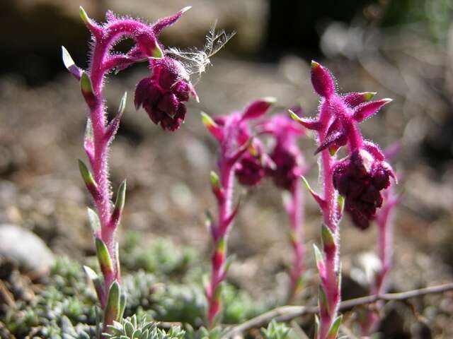 Imagem de Magnoliophyta