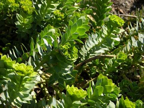 Imagem de Euphorbia myrsinites L.