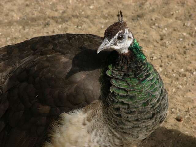 Image of Pavo Linnaeus 1758