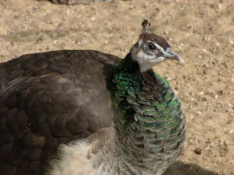 Imagem de Pavo Linnaeus 1758