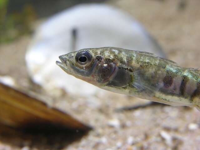 Image of sticklebacks