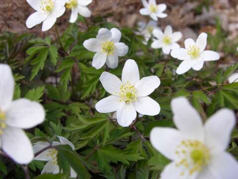 Image of anemone