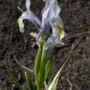 Image of Iris magnifica Vved.
