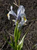 Imagem de Iris magnifica Vved.