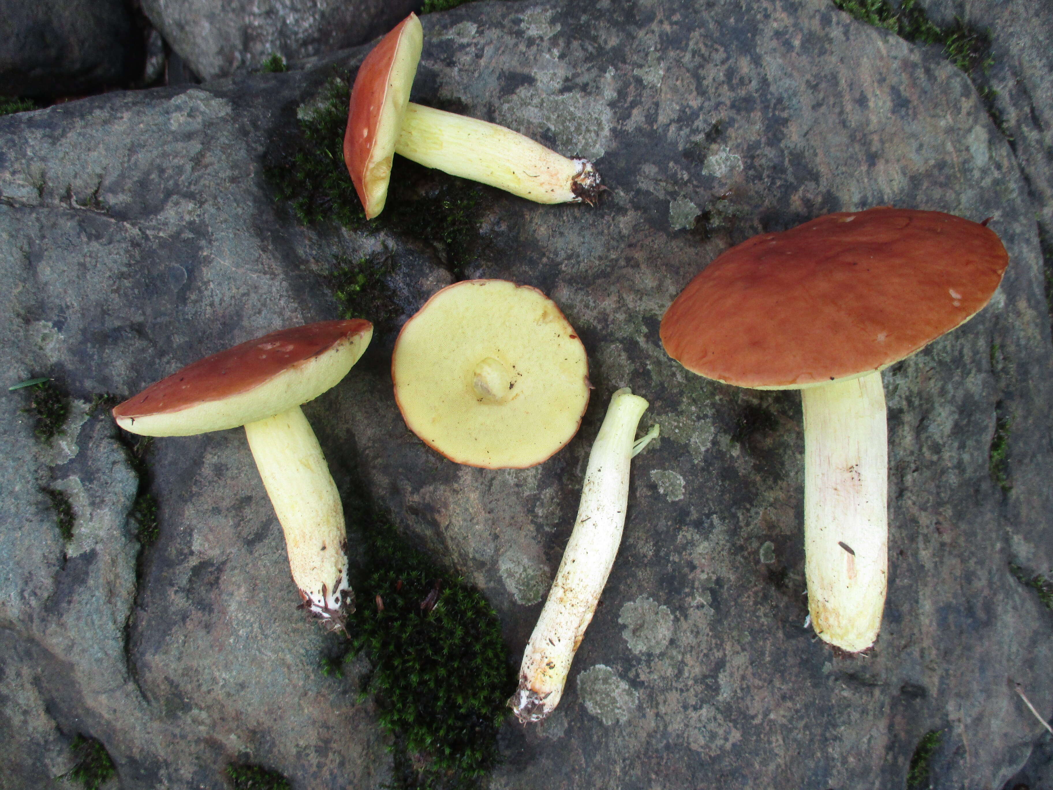 Image of Hemileccinum subglabripes (Peck) Halling 2015