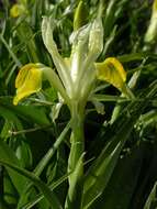 Plancia ëd Iris bucharica Foster