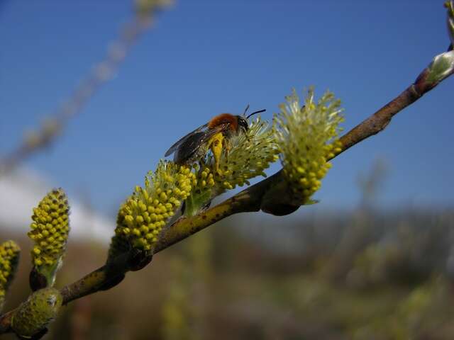 Imagem de Salix rosmarinifolia L.