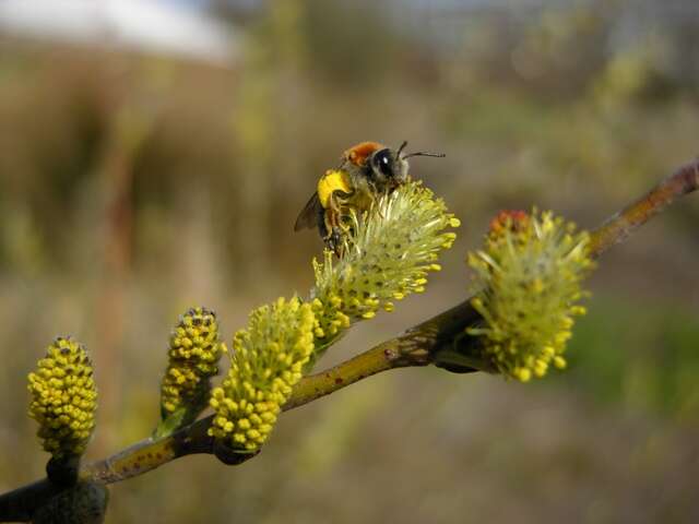 Imagem de Salix rosmarinifolia L.