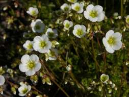 Imagem de Saxifraga rosacea Moench