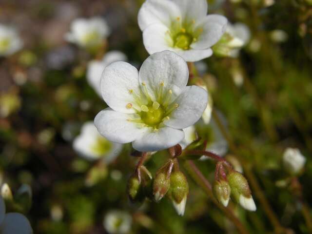 Imagem de Saxifraga rosacea Moench