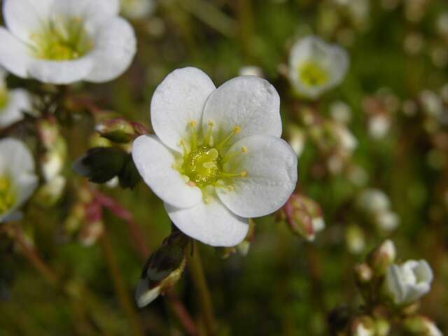 Imagem de Saxifraga rosacea Moench