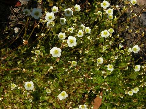 Imagem de Saxifraga rosacea Moench