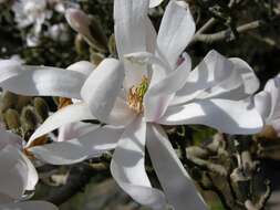 Image of magnolia