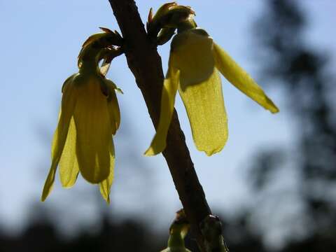 Image of forsythia