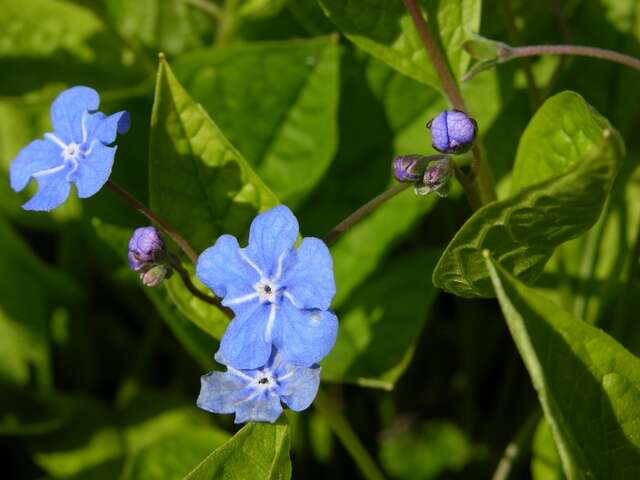 Image of navelwort