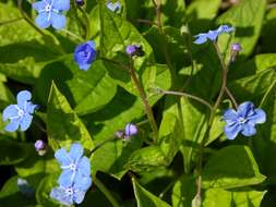 Image of navelwort