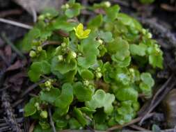 Image of Saxifraga cymbalaria L.