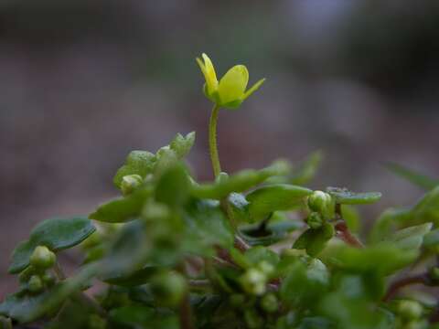 Plancia ëd Saxifraga cymbalaria L.