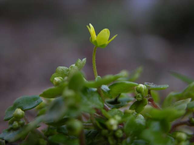 Image of Saxifraga cymbalaria L.