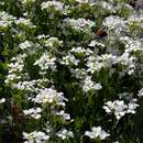 Image of Arabis aubrietioides Boiss.